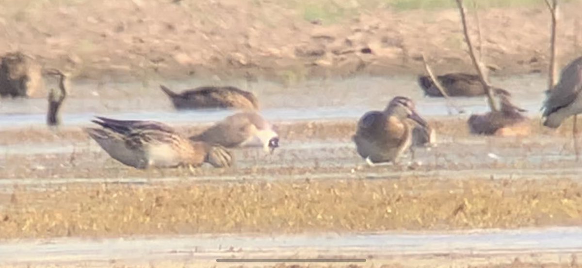 ruff_knights's tweet photo. The #Garganey that we may have missed on #twitchathon 😱 https://t.co/sRWpQwDDjz