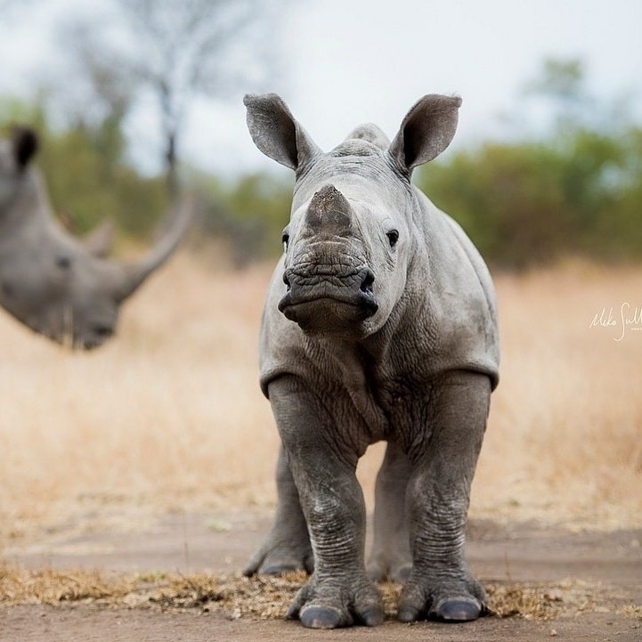 from @wildaid  -  #rhinonews - a #rhino poacher was sentenced to 33 years in prison for rhino poaching and related offenses in South Africa today. #worthmorealive #saynotopoaching #whenthebuyingstopsthekillingcantoo #rhinos