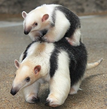 教えてサーバルちゃん בטוויטר ミナミコアリクイ 白黒のカラーが可愛らしいミナミコアリクイ 天敵がいると手を大きく広げた威嚇のポーズを取るんだけど 可愛いくて全然威嚇になってないんだよね しかも攻撃するスピードも遅いし よく空振りするんだって