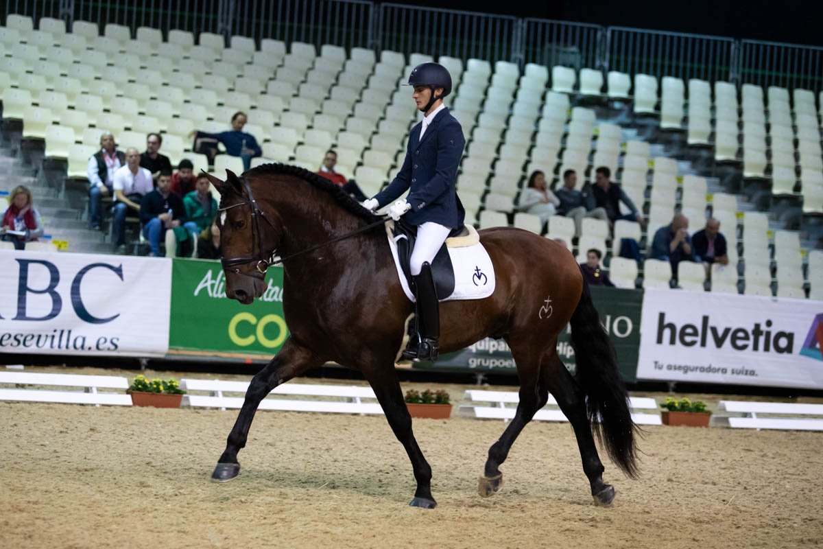 SICABOficial's tweet photo. Mejor de la Funcionalidad de ejemplares de 4 años del IV Campeonato del Mundo del #CaballoPRE, NAVEGANTE MOR, propiedad de Cortijo Las Morerías Familia Morales Ponce y criado por Yeguada Soto Gil #SICAB18 #CaballosPRE #CaballoEspañol #PuraRazaEspañola https://t.co/5tXXfv2s7s