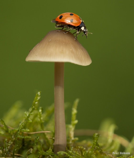 WildlifeTrusts's tweet photo. Encourage fungi to grow by leaving logs and branches to rot and wait to see what arrives. You’ll end up helping all kinds of insects too! https://t.co/WOilslAgh8