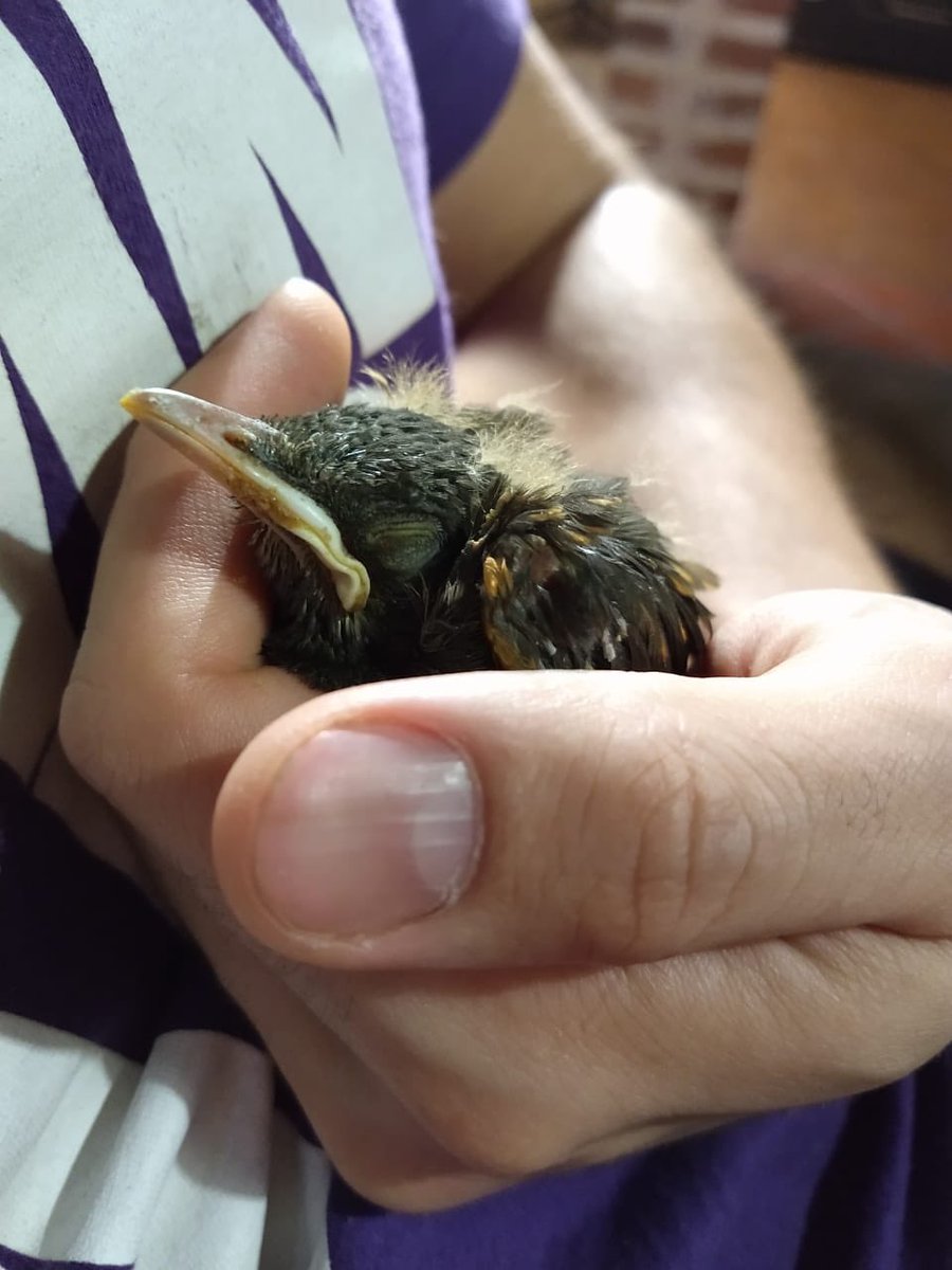 motherofpanchos's tweet photo. Un pajarito que se cayó del nido adoptó a mi novio como SU MADRE así que estaré updeateando esta bella historia https://t.co/fMOcxgTEfK