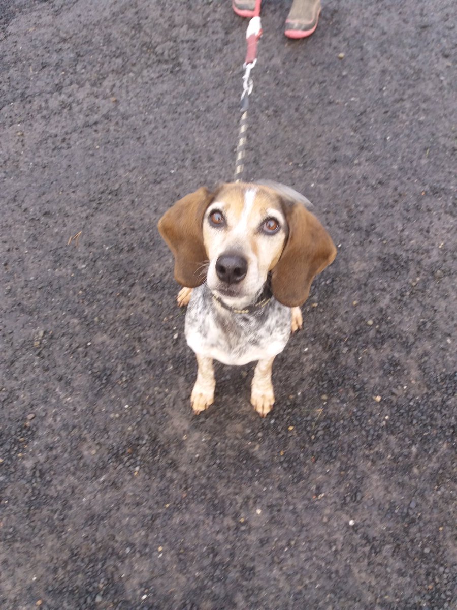 RSPCANW's tweet image. Hazel is 8 and she is a Bassett Beagle cross. She is sweet natured and very loving. Hazel really needs a new home