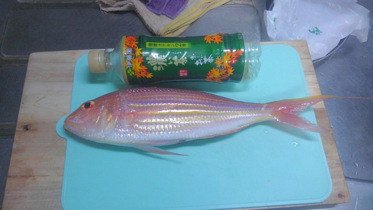 本日天気、波良い予想なので、シャクリに行ってきました。3号、3ｍ、3本針（アマダイ予定で）画像の物1本のみ。 残念でした。