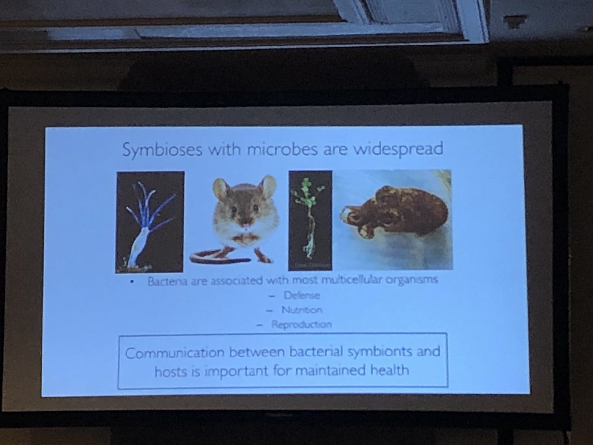 GrettaPecl's tweet photo. Host-microbe interactions in one of my fav cephs, Bobtail squid, by @SarahMackAttack at #CIAC2018 https://t.co/zFxGCH13eV