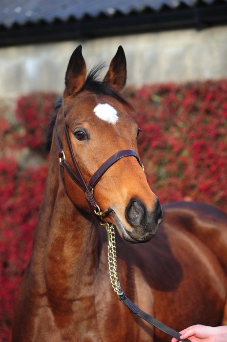 Let's Dance sells for €200,000 to complete an outstanding November NH Sale #TattsNovember pro360thoroughbred.com/news/lets-danc…