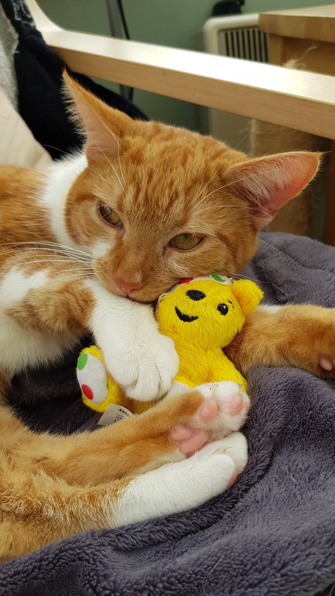 dawn_canham's tweet photo. @BBCCiN My cat missy doing her bit for children in need with her new keyring that she loves! #childreninneed2018 https://t.co/kYHYqTzoWW