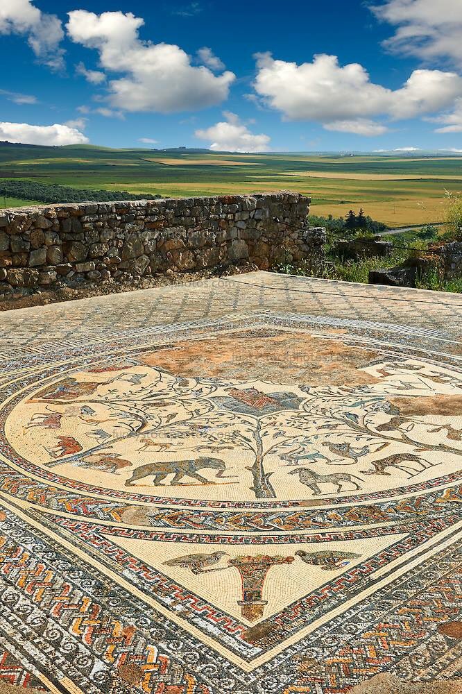 antiquite1's tweet photo. Formidable mosaïque découverte au Maroc 🇲🇦 sur le site de Volubilis 😍 https://t.co/XqW9rF5zom