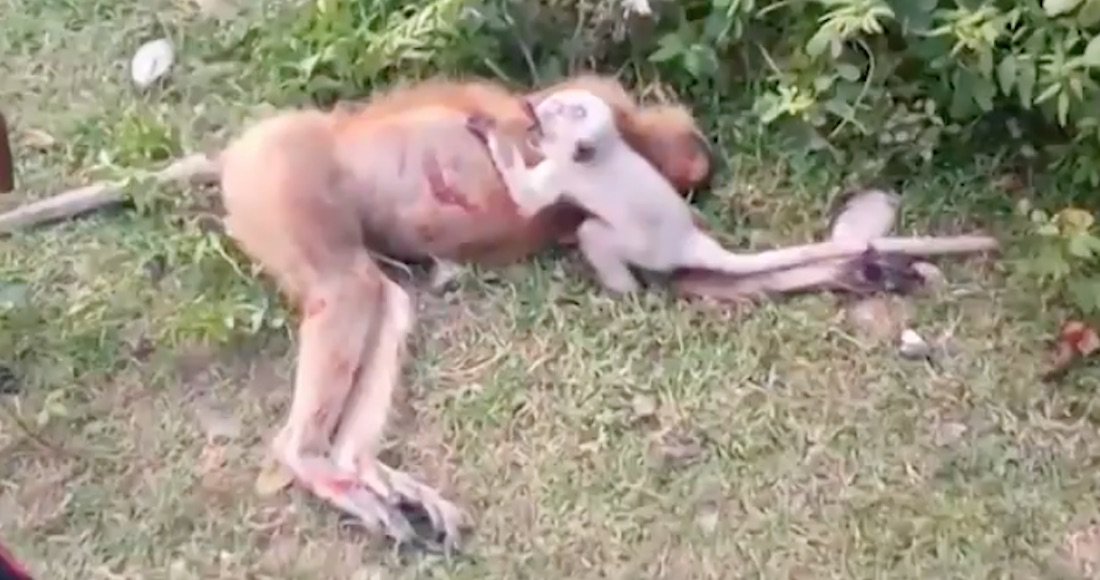 SinEmbargoMX's tweet photo. #VIDEO: Un pequeño mono llora sobre el cuerpo de su madre tras ser atropellada en la India https://t.co/cpA2MFk5Jb