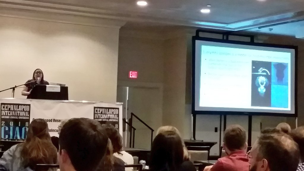 ALCESonline's tweet photo. @SarahMackAttack investigates how the luminescent bacterium Vibrio (now Aliivibrio?) fischeri may have long-term effects on the immune system of its 'bobtail' squid host (Euprymna scolopes). So cool! #CIAC2018 #CIAC_2018 https://t.co/9SPCQnacZf