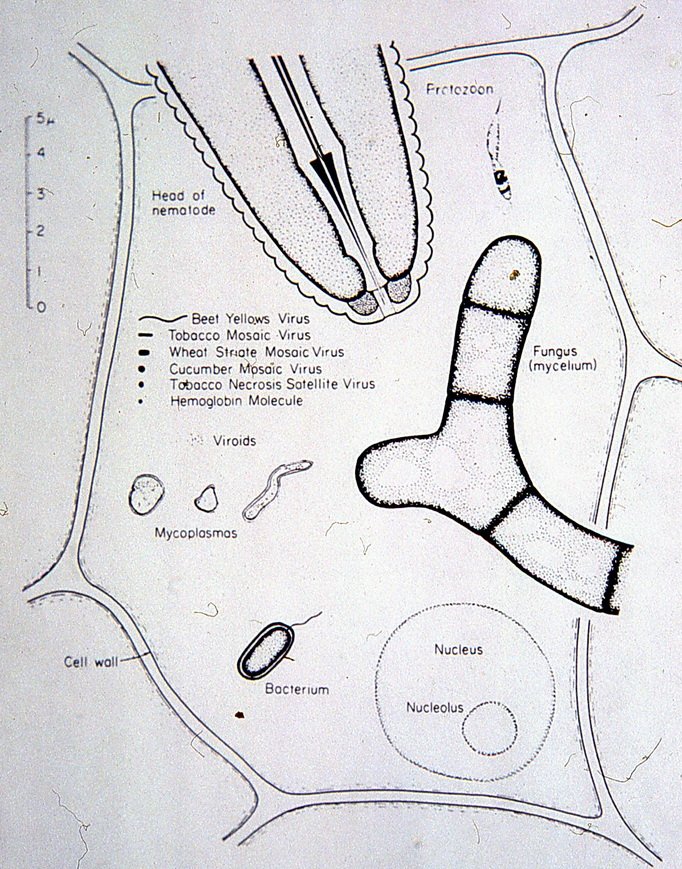 BobStewart723's tweet photo. An old teaching slide.  Plant pathogen size comparisons.  The enclosed area is a single plant cell.  At the top is the head of a nematode.  At bottom right is mycelium strand of a fungus.  On the left are bacterium, group of different virus particles, and various phytoplasmas. https://t.co/9bCPEJRmkW