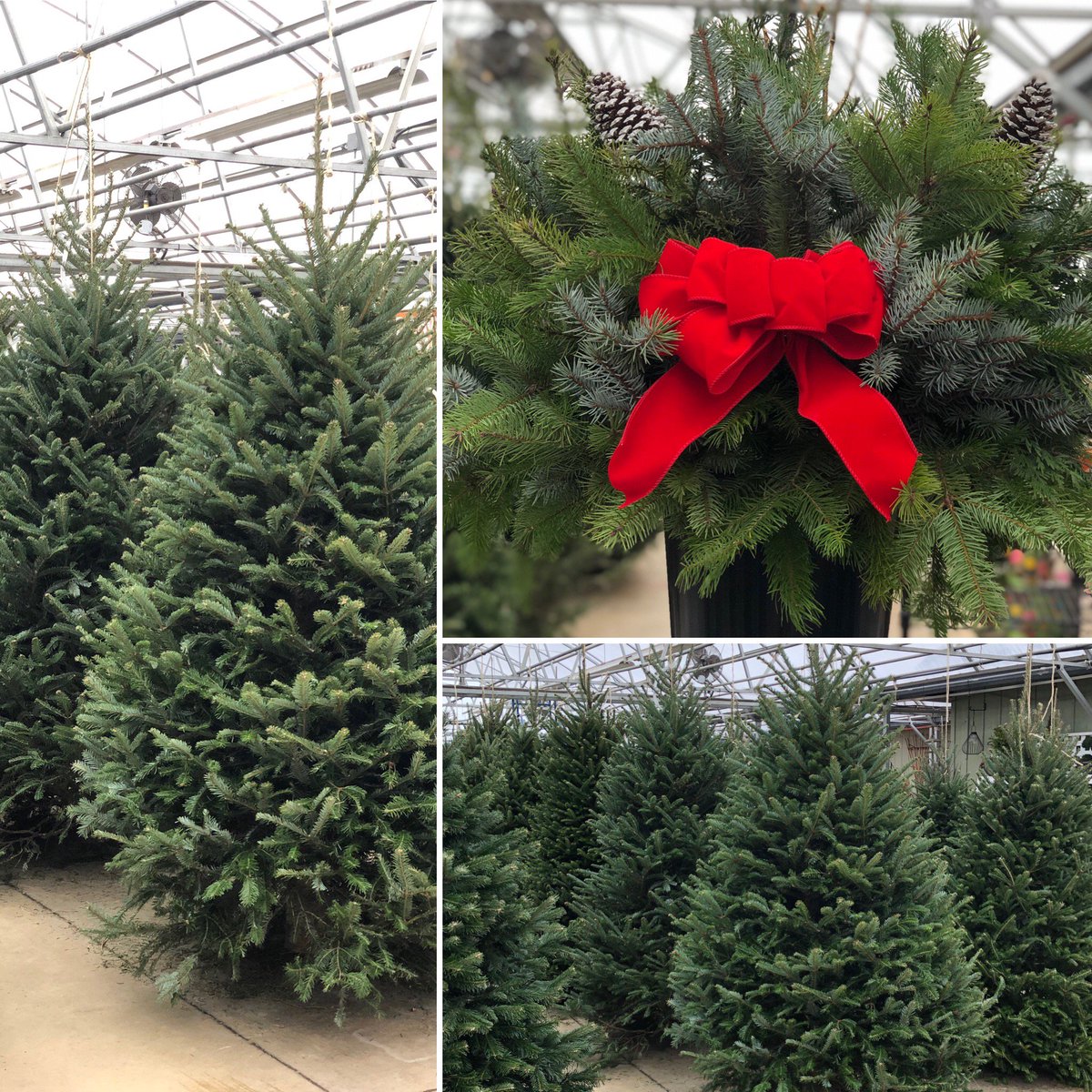Barnes Nursery On Twitter O Christmas Tree O Christmas Tree