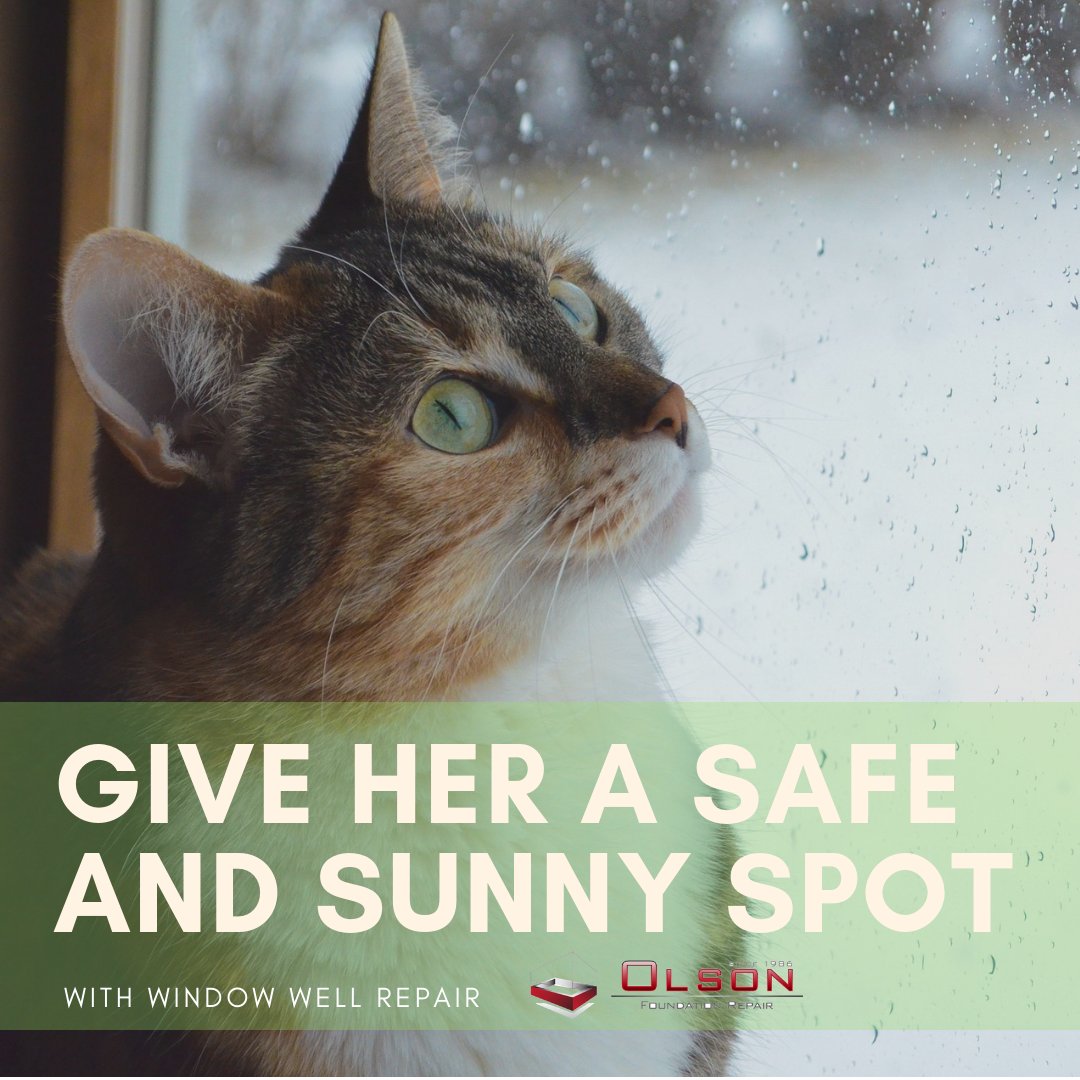 RepairOlson's tweet photo. Make sure your pet has a safe and sunny spot to rest this winter by getting all window well repairs done early. Contact us today for window well repair, installation, and replacement. https://t.co/IUwhq8VkvS https://t.co/KDerNHLo28