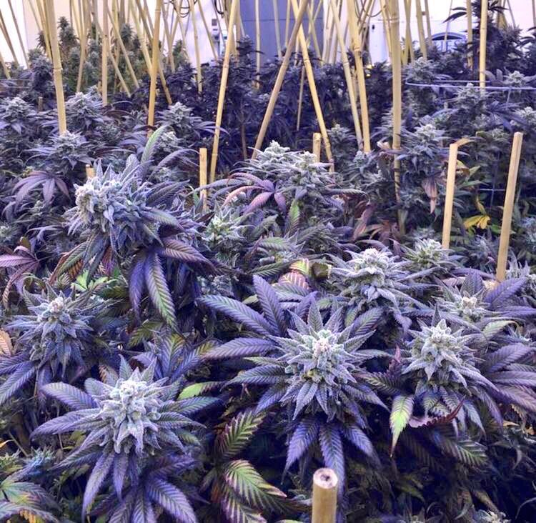 Nevada_Hemp's tweet photo. @HempLifeGlobal @Dab5_at420 @dahmane277 @JodieEmery @SpeedWeed @cannaworldsite @CannabisBizNews @LasVegasCanna @NORML @therealChef420 @_jena4n @Jeaniegh420 #cannafam https://t.co/xjDDooA4f9