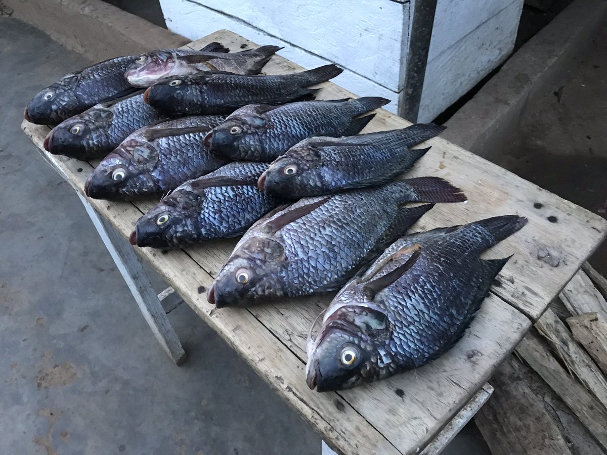 UgandaFood's tweet photo. Join us on a guided food tour to learn about the delicious foods of Uganda. Our Fishing Village Food Tour will take you from Kampala to the shores of Lake Victoria. Highlights include sampling food at 3 stops, visiting a fishing port &amp; fish auction house, &amp; boat ride on the lake https://t.co/9VMza9MRiz