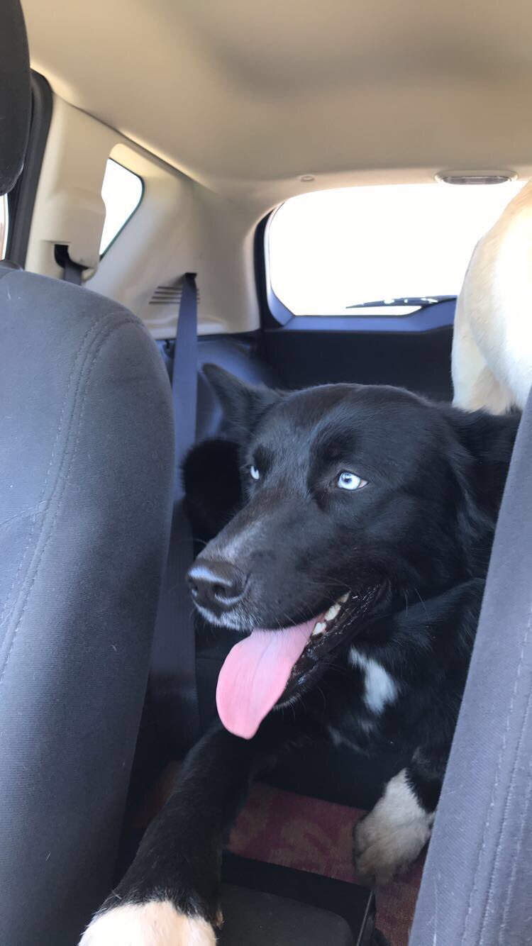 Lab husky border collie mix 2025