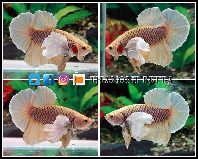 ThanontB's tweet photo. #ปลากัด #betta #HMPK #fancy #Halfmoon #Doubletail #Crowntail #Wild Types #Plakat #Veiltail #Thailand #USA #Canada #Germany #China #Denver #Florida #California #Minnesota #Mexico #United Kingdom #Australia #Japan #Taiwan #Hong Kong #Singapore #Philipines #Malaysia #Vietnam https://t.co/51I1nUGBKf