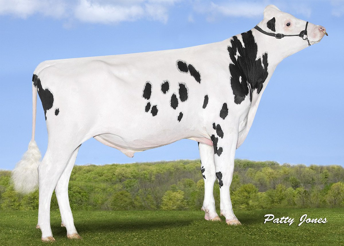 SERGIO daughters have the will to survive!
515HO00308 SERGIO (Ragen x Delta x Supersire) is an outstanding improver for... Read more: bit.ly/2PwNafh