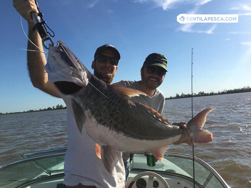 Sentilapesca's tweet photo. #ElPiquedelaSemana SAN PEDRO | Por la tarde algunos le hicimos al Bagre de mar y otros al #Paty con morenas de carnada para no dejar nada sin cubrir > https://t.co/SMUkB9qapD
#pescadeportiva #condevolucion #sanpedro #concarnada #bagredemar https://t.co/jCRSdq04EA