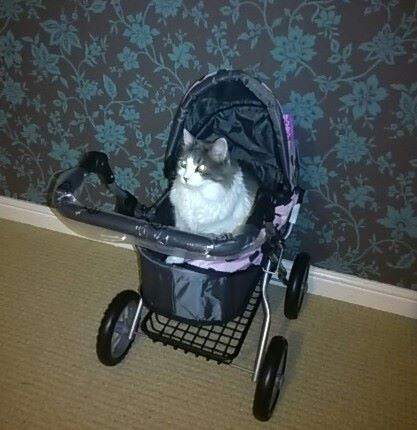 BlackwellsBooks's tweet photo. Out for a stroll, brb #FelineFriday #FelinesofFlorida #catsofinstagram https://t.co/vuy1E5MFZZ