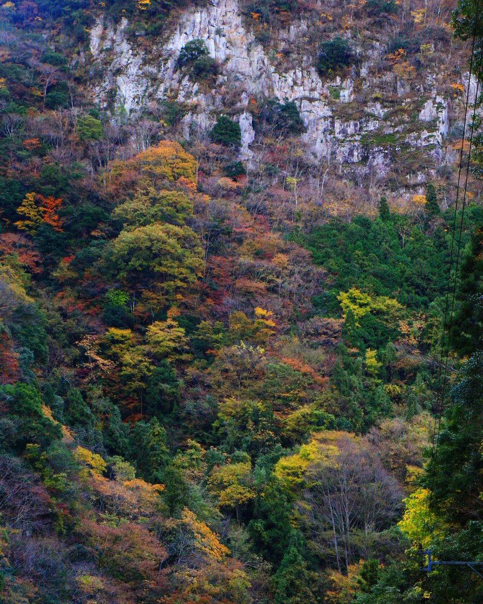 ট ইট র 京都もよう Kyoto Moyou 番外編 三重県 香落渓 はい こんばんは お顔のような岩と紅葉 鬼面岩と言うそうです 紅葉まつりの前半は終了です 週明けから後半が始まります 今年は人の多い土日祝は紅葉まつりお休みです まだまだ続くよ