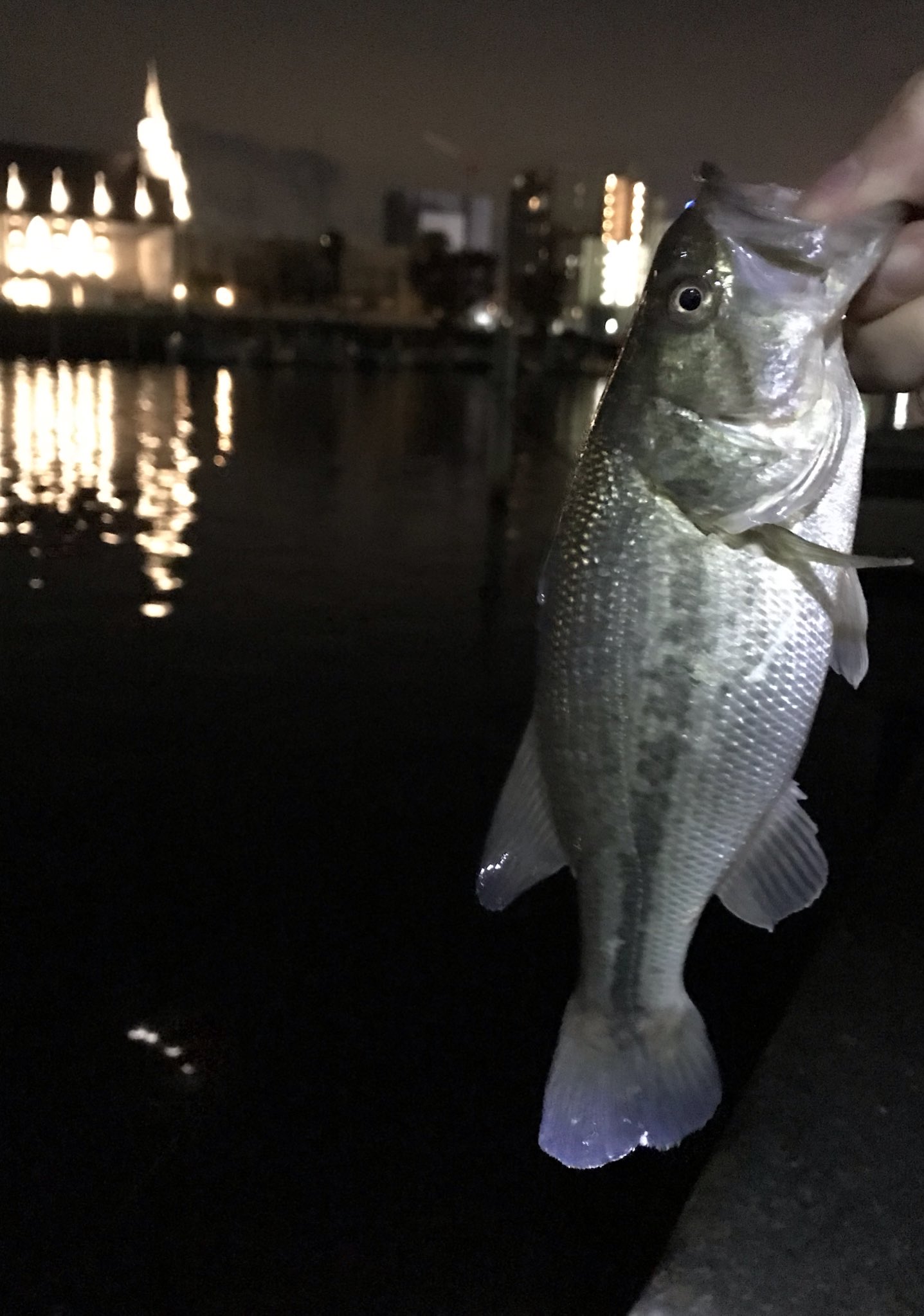 しましまのないシマウマ バス釣り好き 霞ヶ浦 夜釣り 初めて土浦のキャスティングに行った バス釣り 土浦港でバス釣り バスちゃんget T Co Osm8c37fs2 Twitter