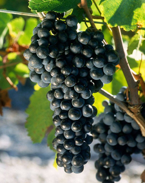 WOSA_ZA's tweet photo. Did you know? The name Merlot is thought to be a diminutive of merle, the French name for the blackbird, probably a reference to the color of the grape. #WOSA @WSETglobal https://t.co/6JijJCOJxI