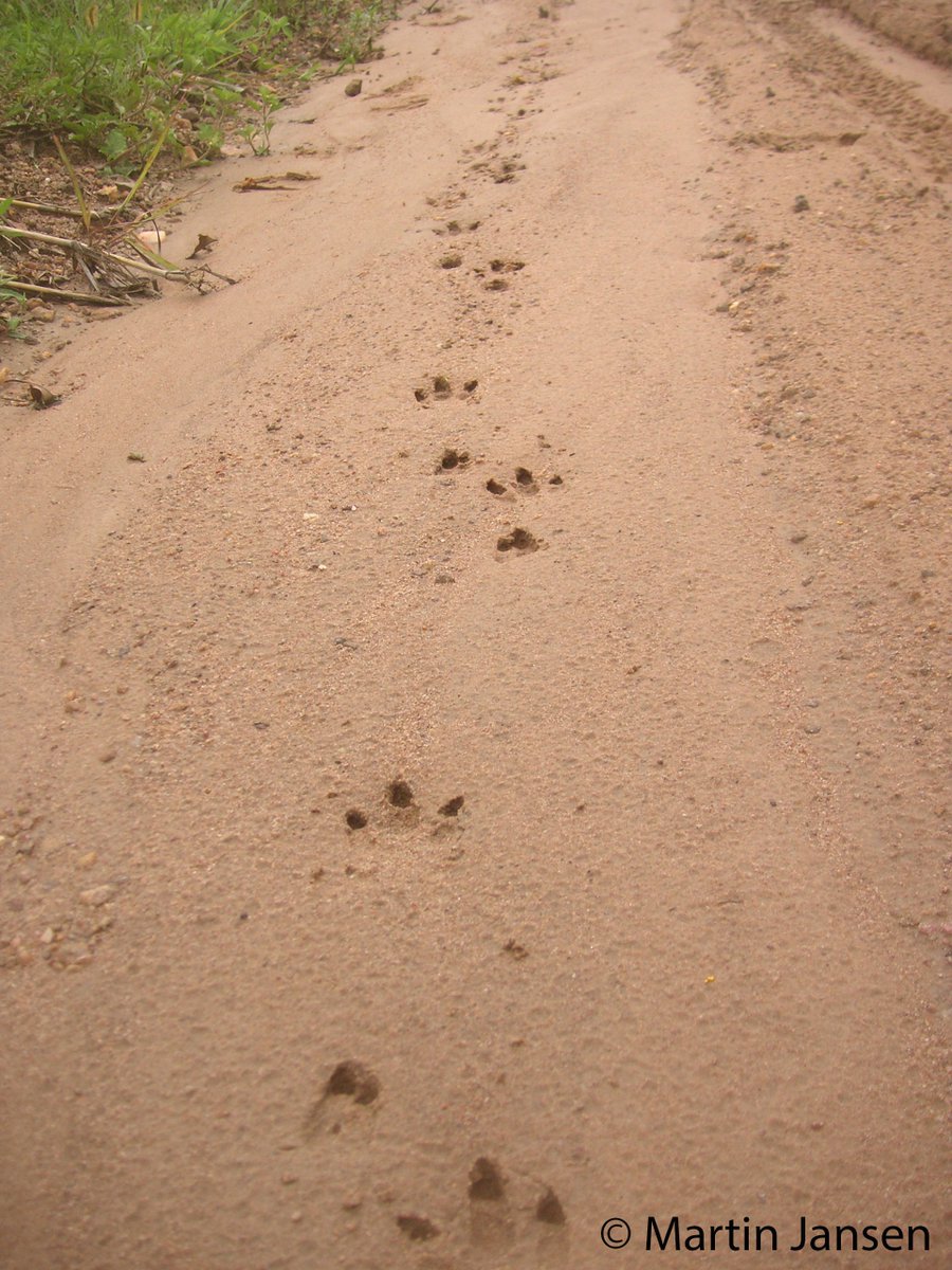 l_syphax's tweet photo. The largest mammals of S America regularly leave their traces near #ResearchStationChiquitos. Besides the #tapir, two top predators #jaguar and #puma occur here. However, sightings are rare... but we have camera traps😉 #CameraTrapProjectChiquitos #SaveTheChiquitanoDryForest https://t.co/RMJAwPTcRr