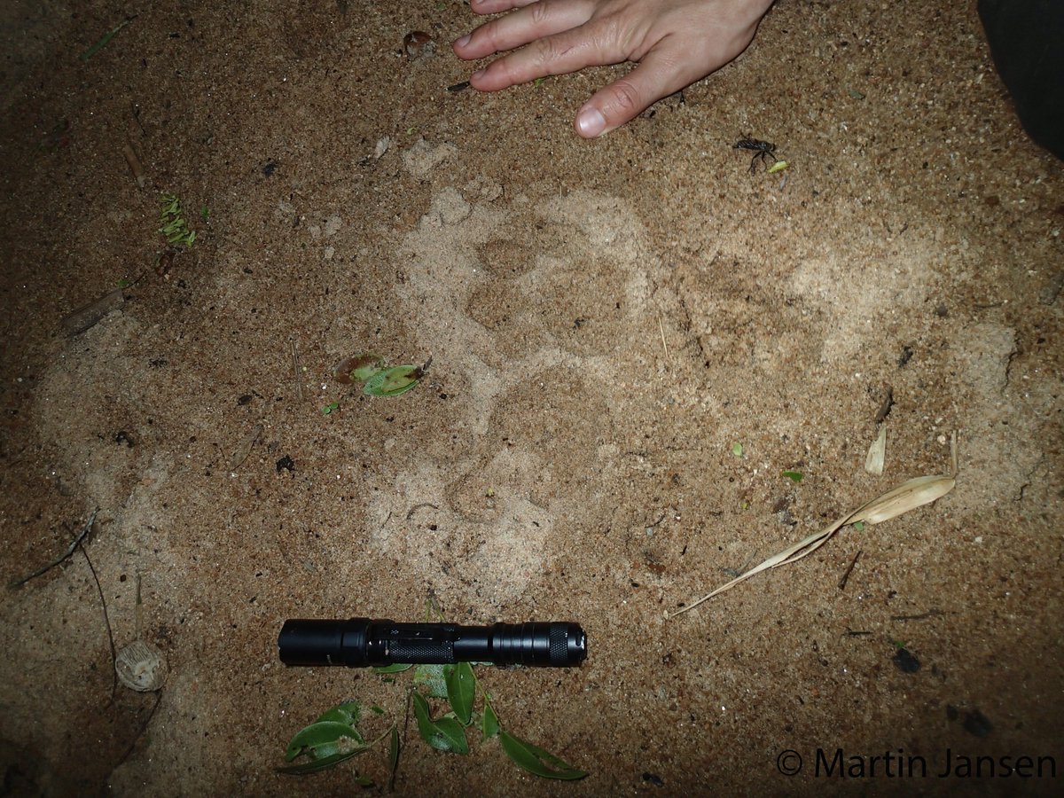 l_syphax's tweet photo. The largest mammals of S America regularly leave their traces near #ResearchStationChiquitos. Besides the #tapir, two top predators #jaguar and #puma occur here. However, sightings are rare... but we have camera traps😉 #CameraTrapProjectChiquitos #SaveTheChiquitanoDryForest https://t.co/RMJAwPTcRr