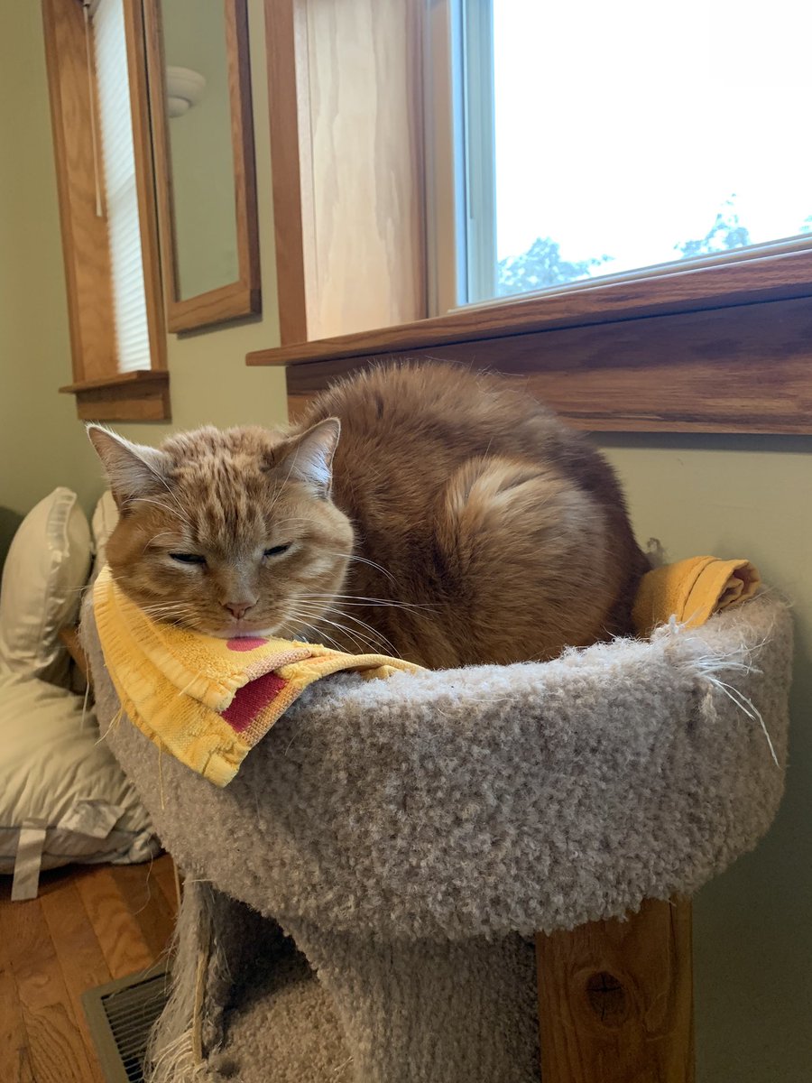 megrua's tweet image. I love my #academiccat but her decision to play hockey in the bedroom at 3:30 this morning did not win her extra cuddles this morning #sendtea