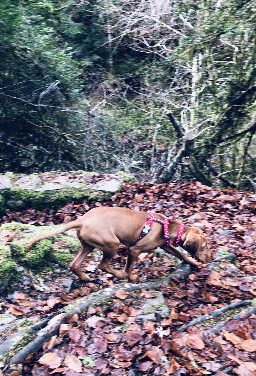 Chris_Taylor76's tweet photo. Lovely walk around #ReeligGlen @VisitScotland #RubyBloom is now tired #Scotland https://t.co/tEbrBBS447