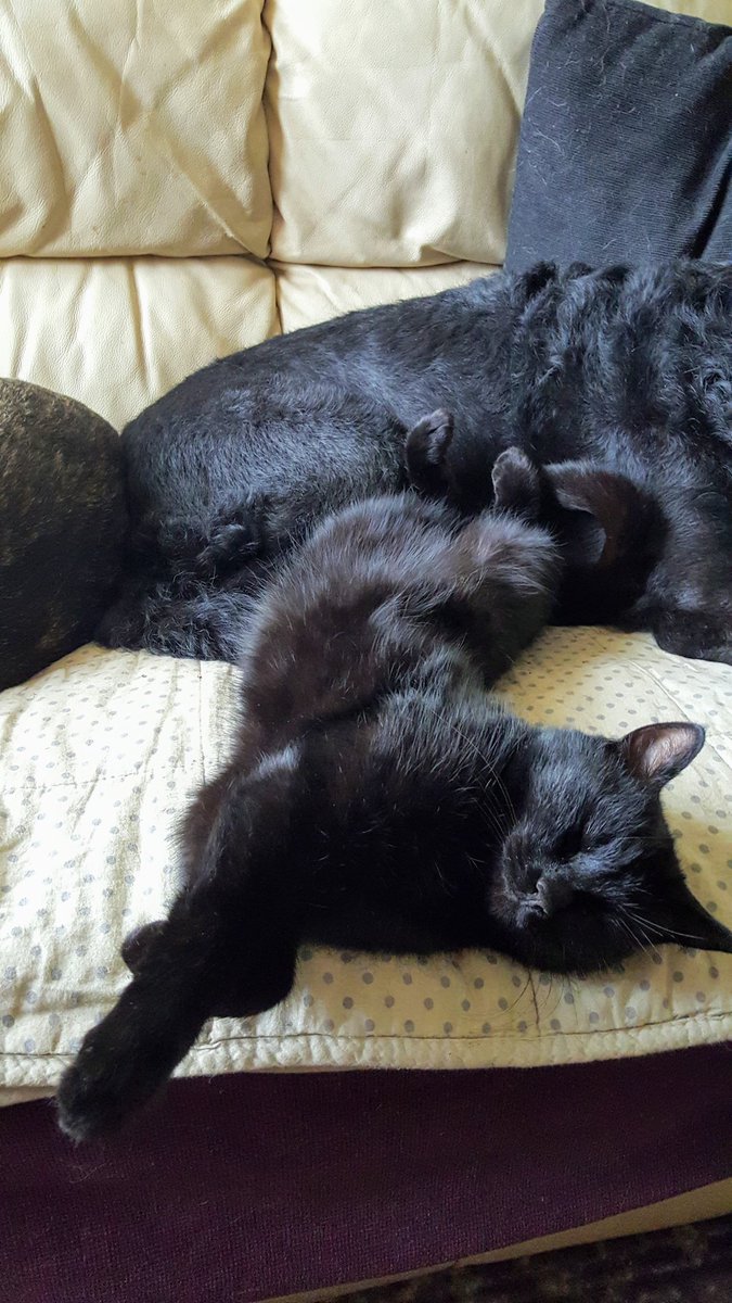 I am doing a comfy.

#JellyBellyFriday 
#CatsOfTwitter
