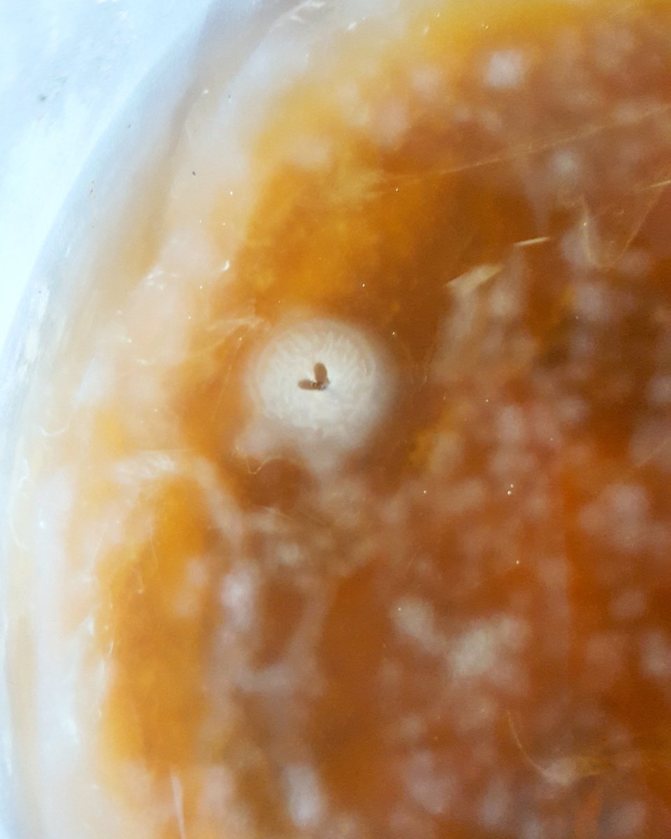 My scoby grew a little heart 💕!!!

#scoby #heart #kombucha #healthy #tea #nutritionist