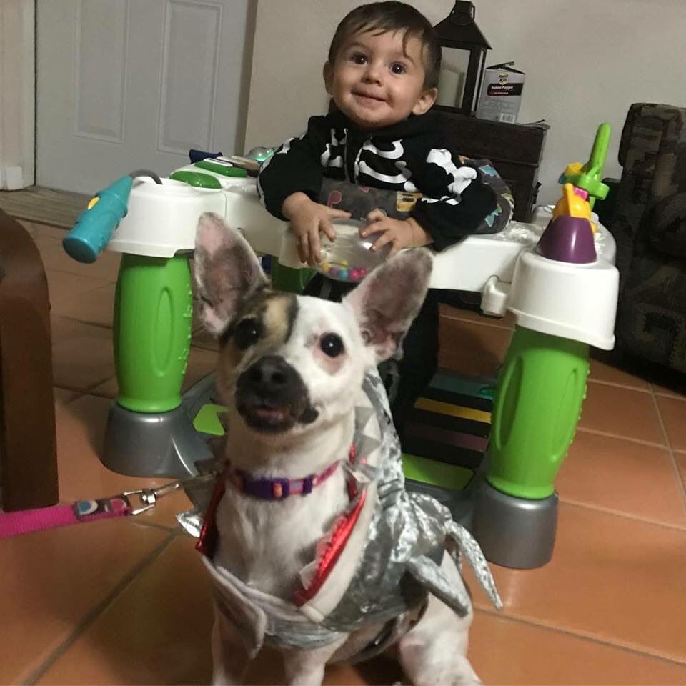 KarinaSitter's tweet photo. #happyhalloween #warning ⚠️ This #shark 🦈 doesn’t bite but does attack with kisses. 👅 #latepost #besi #fortnite #fortnitecharacters #chompsenior #blacknight #skulltroopers #britebomber #doglover #dogboarding #ratterrier #jackrussell #aplacetolovedogs #karinakaressitterservices https://t.co/x4GWdviCuQ