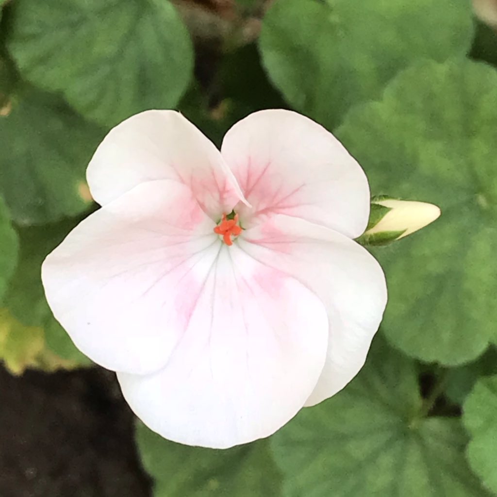 Pelargonium X Hortorum. This very basic looking flower has an interesting feature! Not all petals are similar. The lower three are different from the upper two petals.From the wilderness of  #JimCorbett