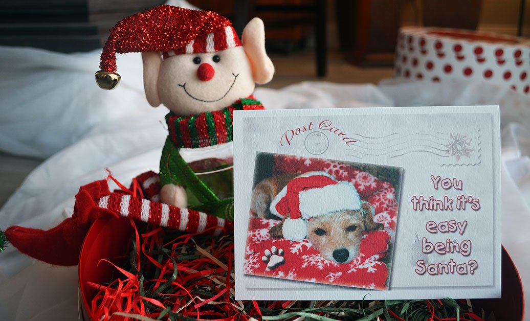 PostcardsFrDogs's tweet photo. Trixie takes her job seriously. FREE SHIPPING on all cards thru Dec 31, Use code RESCUEME on my Etsy site. https://t.co/D5B7DZyLSG #rescuedogs #dogsoftwitter #greetings #etsy #etsymntt #etsysuccess #etsytribe #shopsmall #etsyshop #bestofetsy #dogs #ecofriendly #FloridaDogLover https://t.co/Z0HEypiUZg