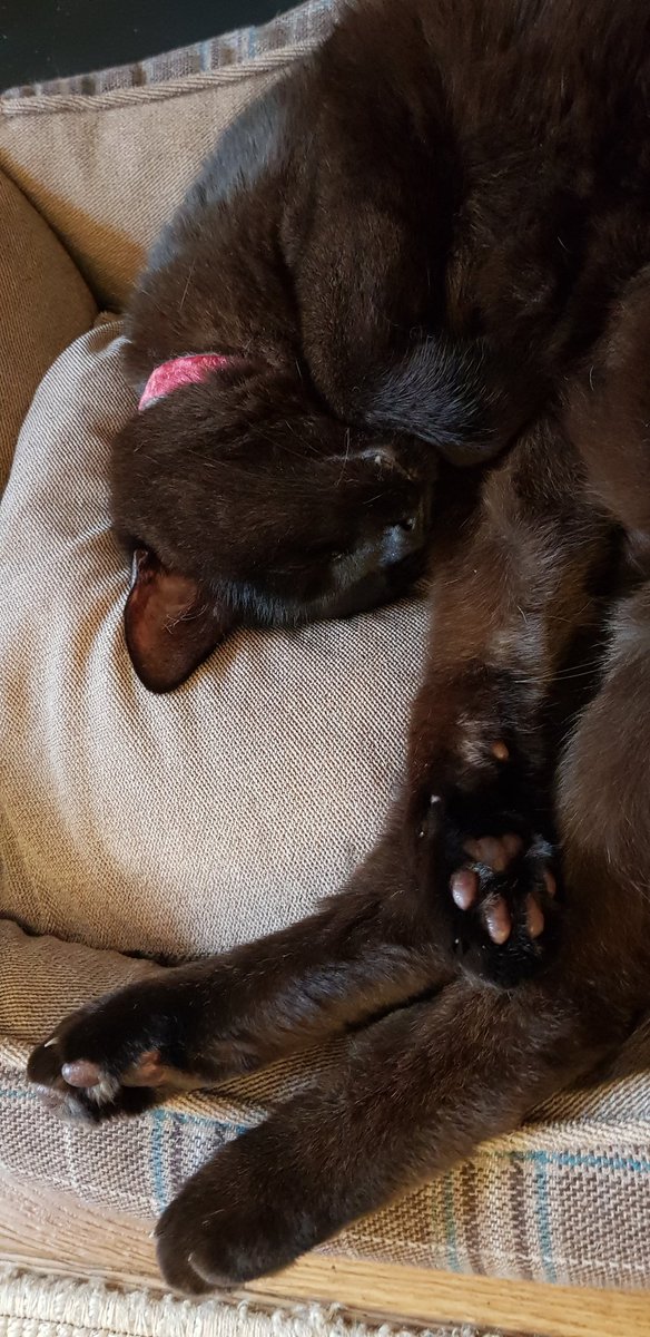 Cat__Wizard's tweet photo. Mum has put the fireplace on for me 😺
Purrrfect Friday 😸

#cats #CatsOfTwitter #AdoptDontShop #CurePetCancer #panfursquad #panfur #blackcats #blackcat #blackcatsrule #KOT #kedi #gatos https://t.co/HgSqCNTJd6