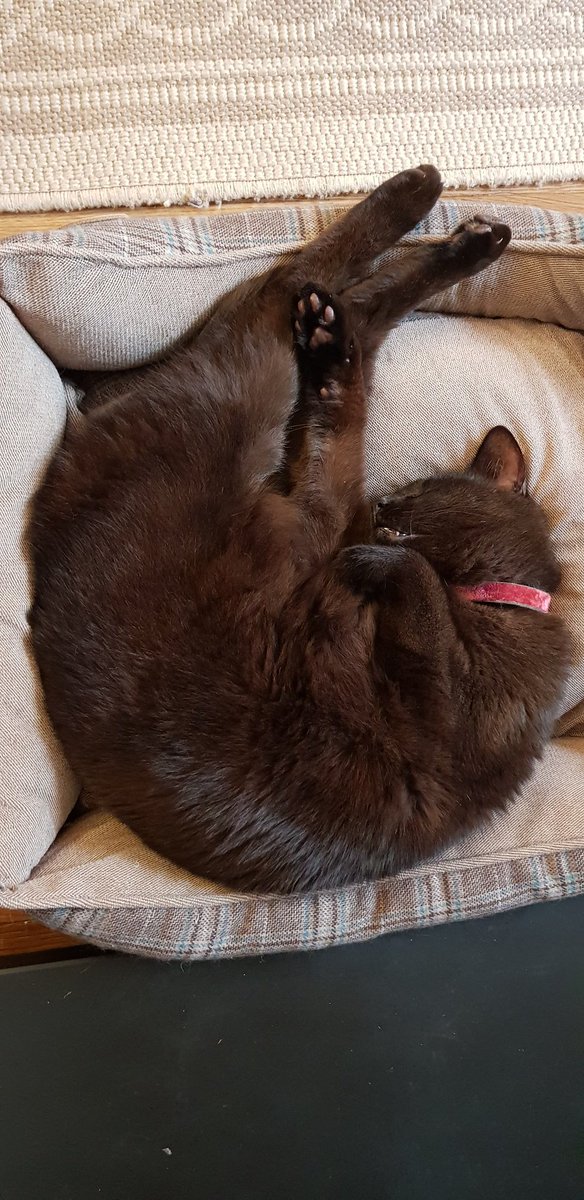 Cat__Wizard's tweet photo. Mum has put the fireplace on for me 😺
Purrrfect Friday 😸

#cats #CatsOfTwitter #AdoptDontShop #CurePetCancer #panfursquad #panfur #blackcats #blackcat #blackcatsrule #KOT #kedi #gatos https://t.co/HgSqCNTJd6