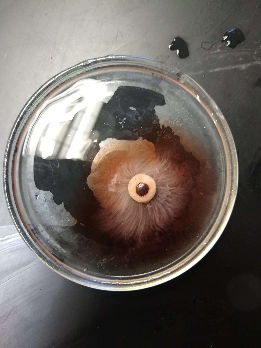 jennmc97's tweet photo. What happens in biology class doesn't always stay in biology class. M&amp;M's in tap water vs sugar water #diffusion  #wahconah https://t.co/IzuePhObku