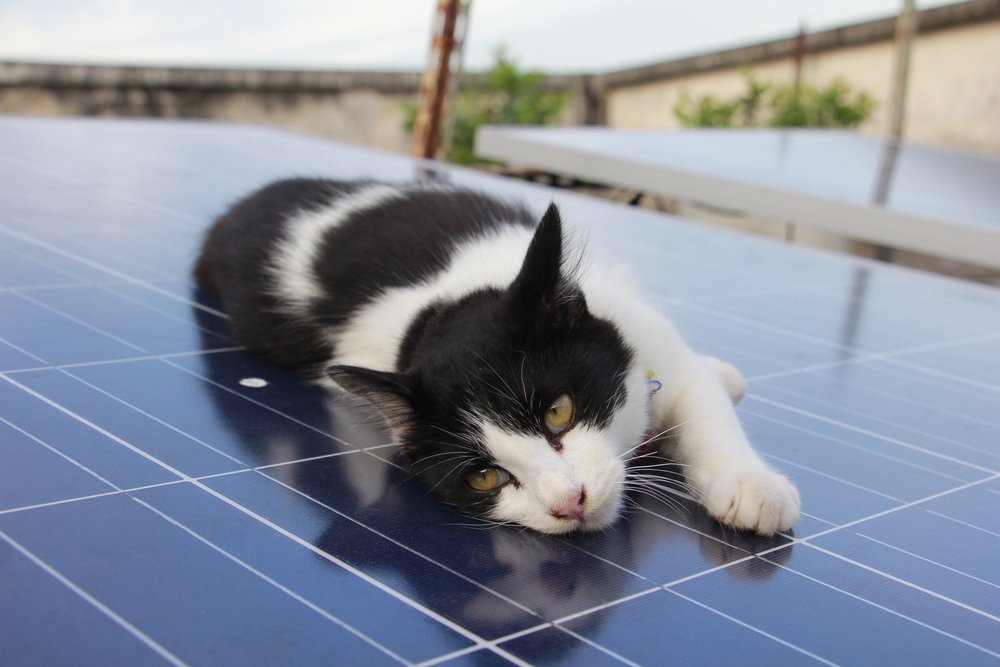 Let us set you up with the P-u-r-r-fect Solar Install! #Quicktime into Solar today. DM us your Utility Bill for a free quote today! 
.
.
#solar #solarenergy #solarpanels #power #finance #quicktime #roseville #photovoltaic #renewable #renewableenergy #community #kitten #cats