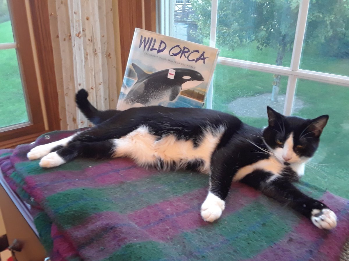 KimGWrites's tweet photo. This is a Build-A-Story card Brightfin, a betta, @Nadia_Salomon would NOT want to use! Here are apex predators - one truly is and one THINKS she is. Starla is my nonfiction girl - she loves books about penguins, skunks, zebras, Oreos and pianos. She is SO tuxedo. https://t.co/40sZYRt0DQ