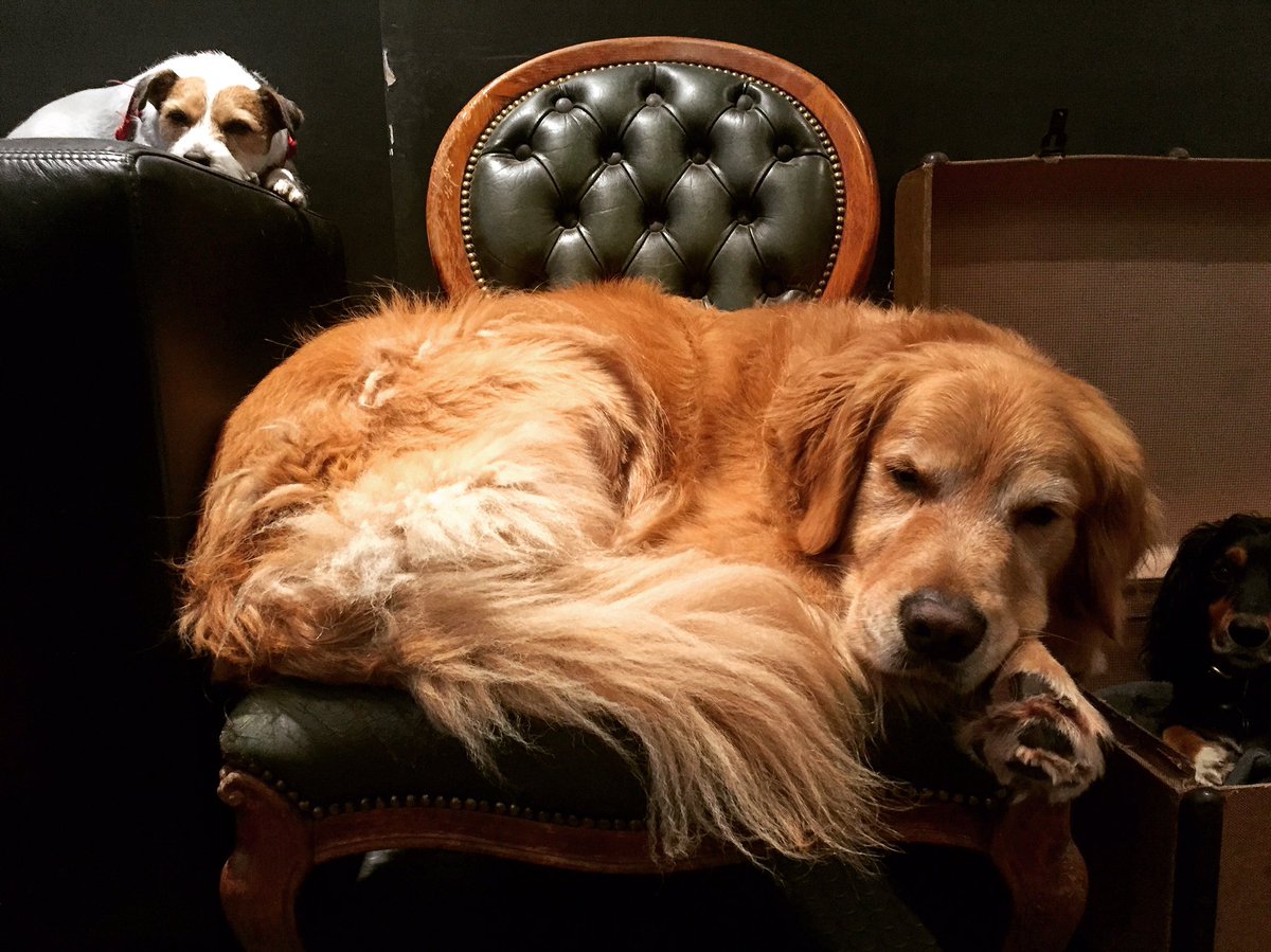 archieagnesLDN's tweet photo. Those #FridayVibes when you and the crew are just easing into the weekend. #DogsofTwittter https://t.co/ez7BbD0Yvx