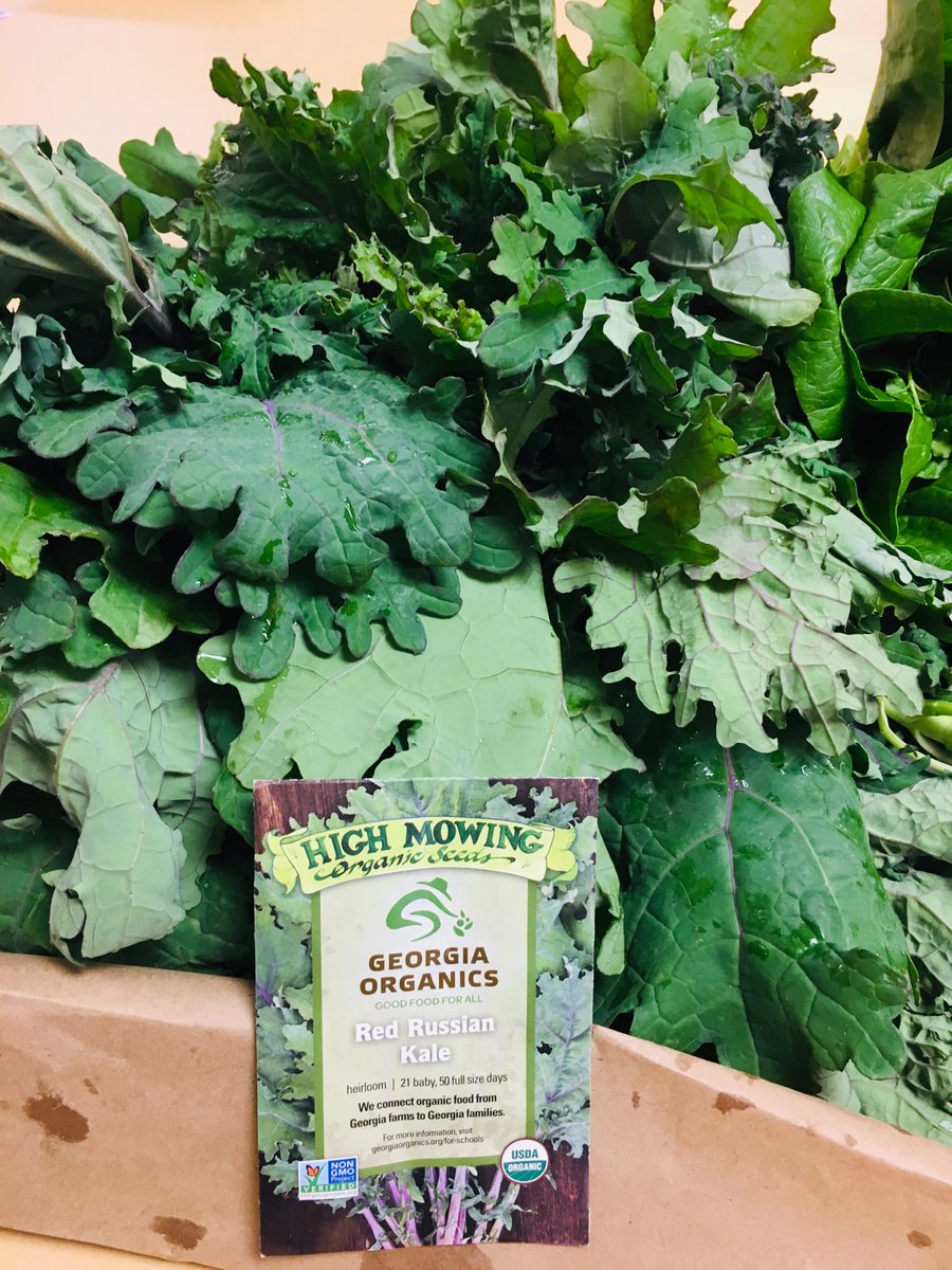 RLifescience's tweet photo. HEY THERE!@GeorgiaOrganics we harvested the last of our Kale last night .. thanks for the seeds -! #kickinitwithkale @FCS_STEM @FCSNutrition @FarmtoSchool https://t.co/dLonPbLVLW