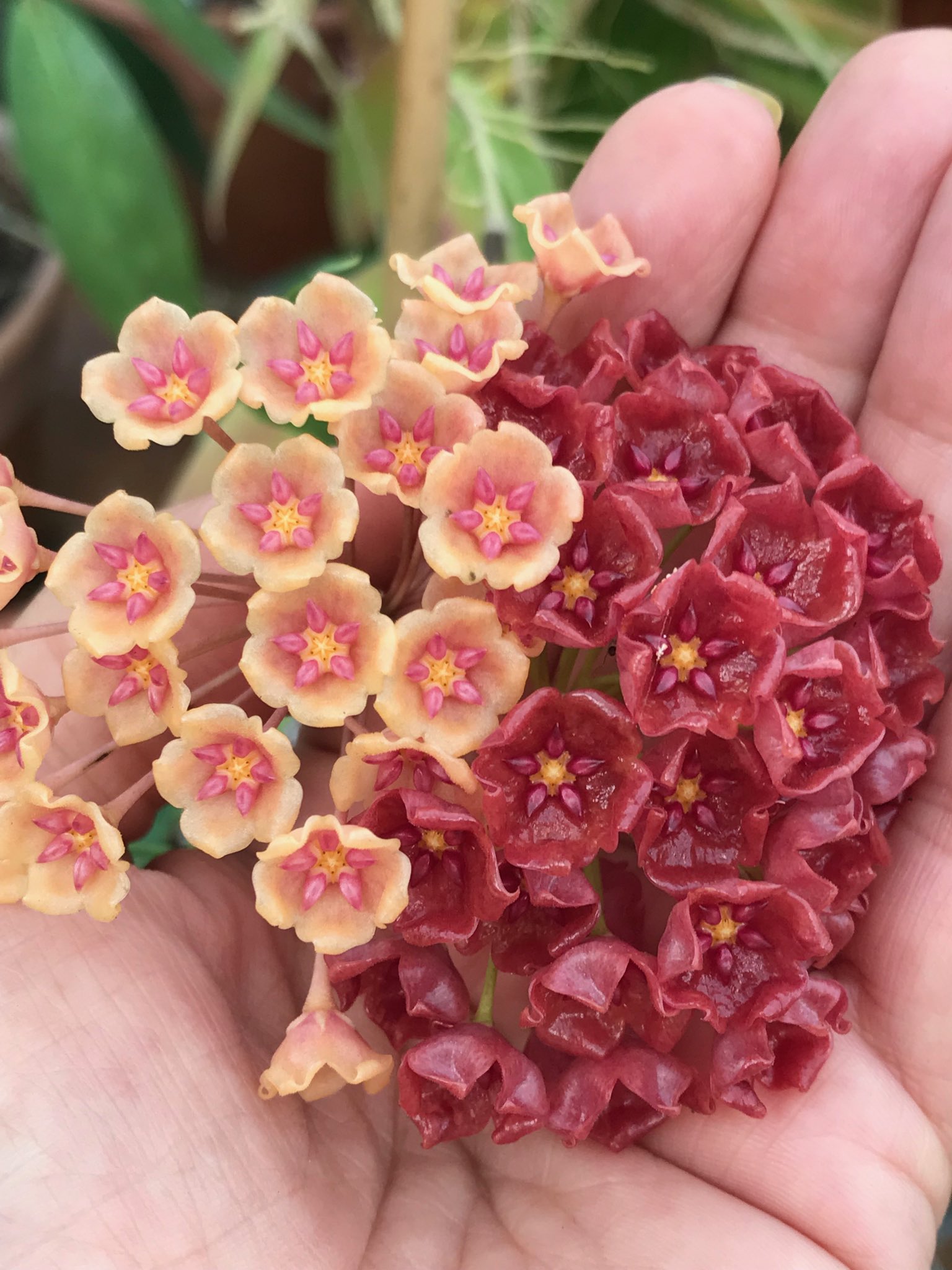 Hoya Plants on X: 