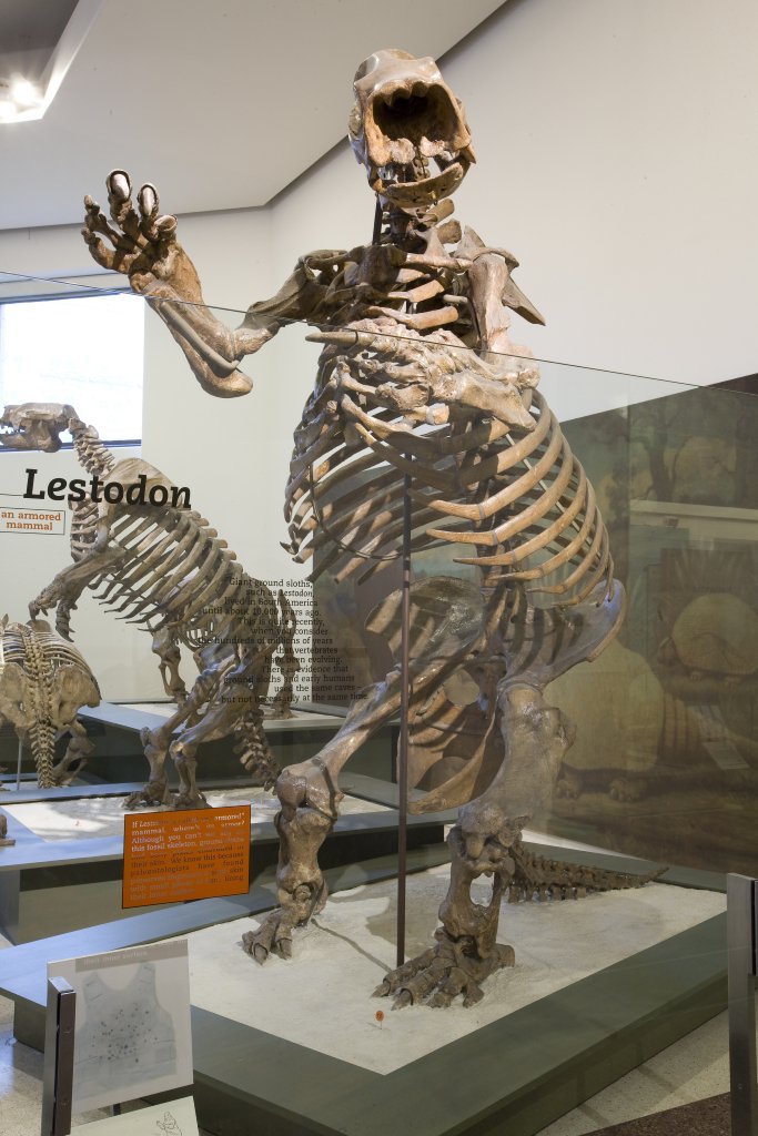 AMNH's tweet photo. This #FossilFriday, we’re exploring the extinction of megafauna. Around 12,000-13,000 yrs ago, the gigantic Lestodon roamed Earth. Its closest living relatives, the 2-&amp; 3-toed tree sloths, weigh no more than 5 kg. They survived; Lestodon didn’t. Why? Read: https://t.co/Oq8dRb8ATI https://t.co/VpUIFWKRxY