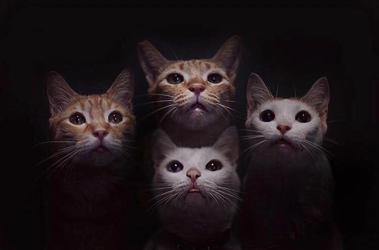 Bohemeow Rhapsody