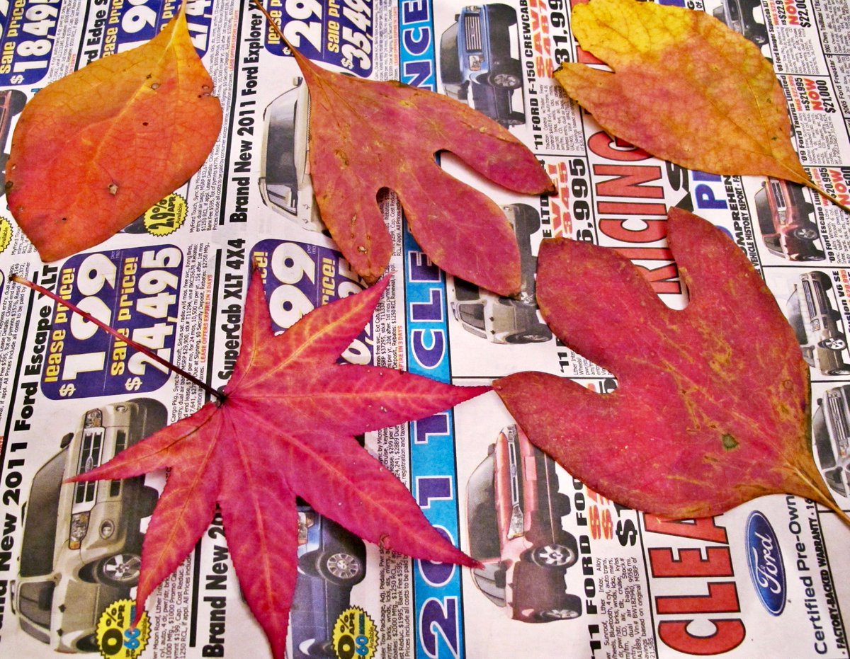 NeuralBricolage's tweet photo. @smc90 along the lines, mine from several years ago... #haiku #noGAN

red sassafras leaves
dried on yesterday's paper
autumn decopage... https://t.co/3sgfPTxLZQ