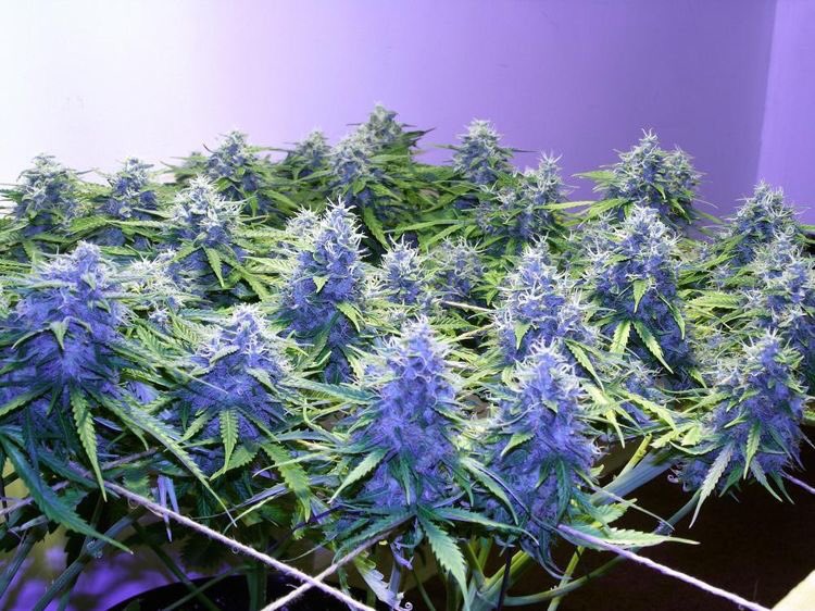 CannabisFunnels's tweet photo. @HempLifeGlobal @Dab5_at420 @dahmane277 @JodieEmery @SpeedWeed @cannaworldsite @CannabisBizNews @LasVegasCanna @NORML @Nevada_Hemp @therealChef420 @_jena4n @Jeaniegh420 #growfriday @HempLifeGlobal https://t.co/oWoGec9Jiz