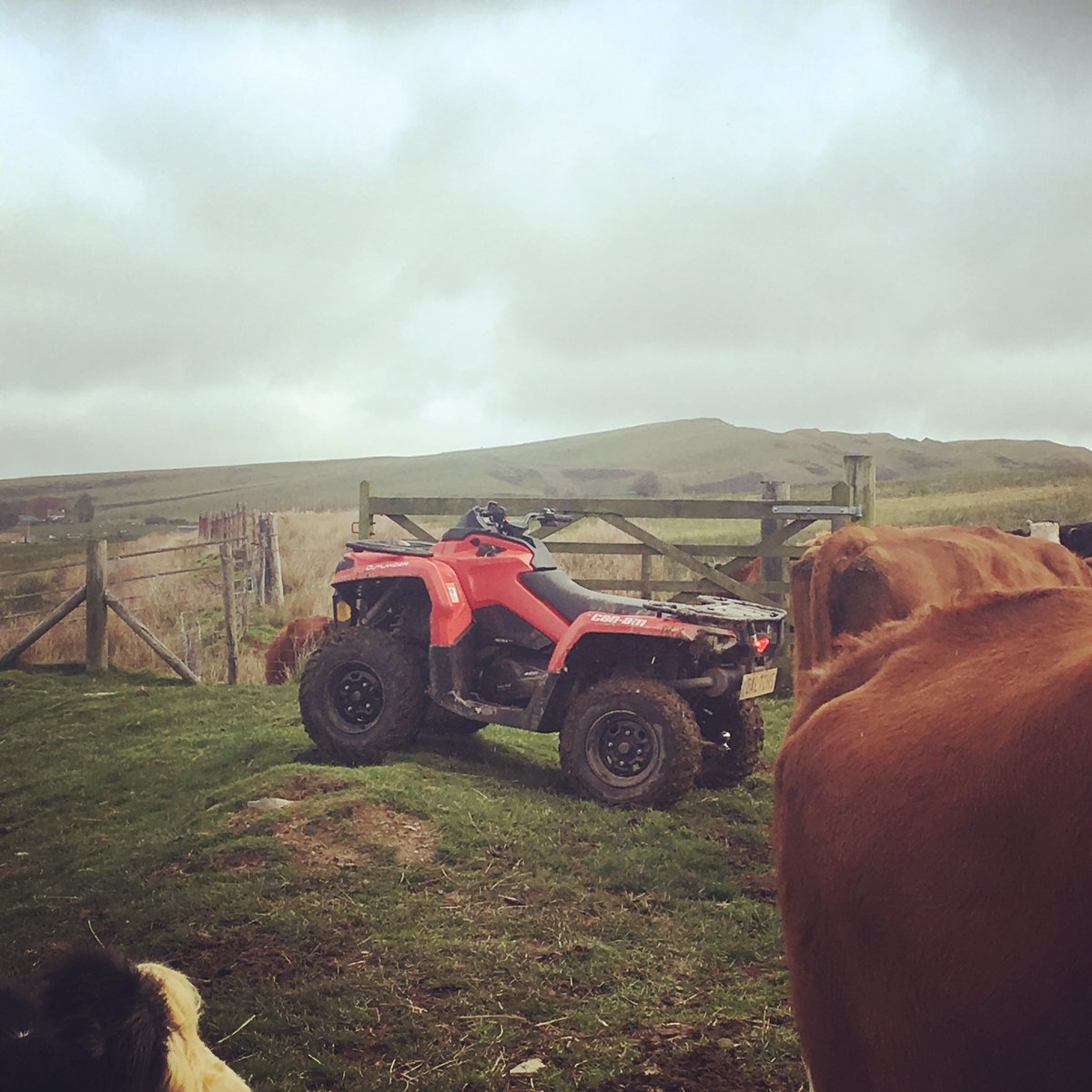 ifanevans's tweet photo. Tywydd bendigedig heddi to, a braf mynd am ‘spin’ ar y @CanAm @daltonsatv a gweld y gwartheg yn neud y mwya o’r tywydd ffein.
Cracking weather once again, and a nice spin to check the cattle on the @VisitCambMtns - they’re enjoying life! https://t.co/lhYGqH57Eg