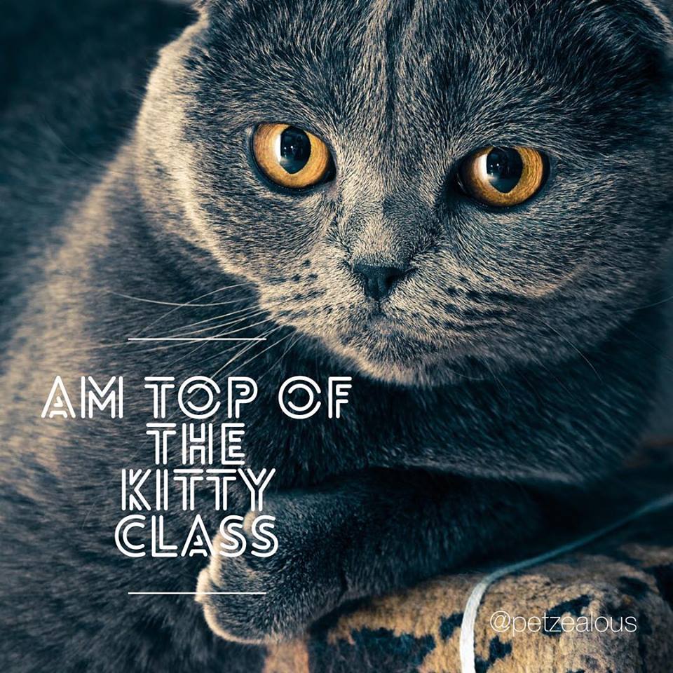 The result of loving your #kitty #cat the way it deserves to be loved.